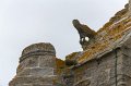 0091 Notre Dame de la Joie